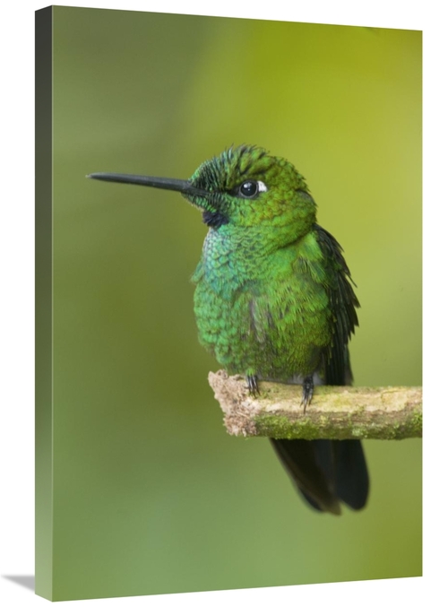 Global Gallery GCS-397328-2030-142 20 x 30 in. Green-Crowned Brilliant