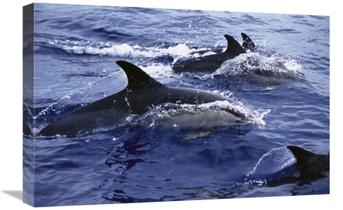 Global Gallery GCS-450562-1624-142 16 x 24 in. Common Dolphin Pod Swim