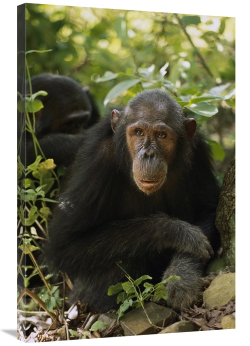 Global Gallery GCS-452827-2436-142 24 x 36 in. Chimpanzee Portrait&#44