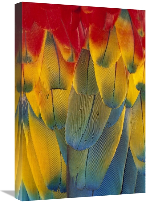 Global Gallery GCS-395706-1624-142 16 x 24 in. Scarlet Macaw Close-Up 