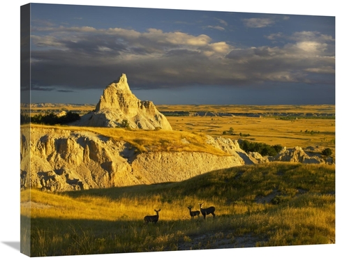 Global Gallery GCS-396850-2228-142 22 x 28 in. Mule Deer Trio in the G