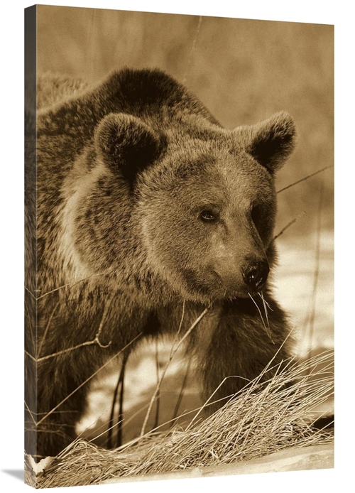 Global Gallery GCS-453693-2436-142 24 x 36 in. Brown Bear Eating Dry G