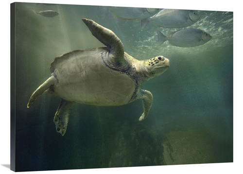 Global Gallery GCS-396161-3040-142 30 x 40 in. Green Sea Turtle & Fish