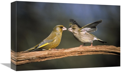 Global Gallery GCS-453596-1218-142 12 x 18 in. European Greenfinch Mal