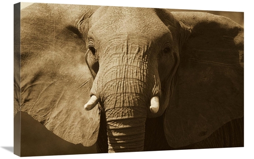 Global Gallery GCS-453714-2030-142 20 x 30 in. African Elephant Close 