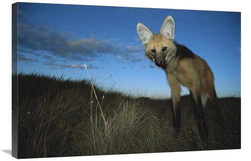 Global Gallery GCS-451656-2436-142 24 x 36 in. Maned Wolf Hunting At D