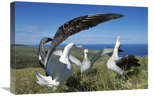 Global Gallery GCS-451603-1624-142 16 x 24 in. Antipodean Albatross Co