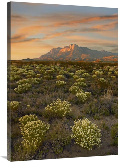 Global Gallery GCS-452166-40-142 40 in. Blooming Pepperweed & El Capit