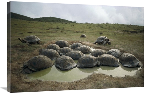 Global Gallery GCS-451274-2436-142 24 x 36 in. Galapagos Giant Tortois