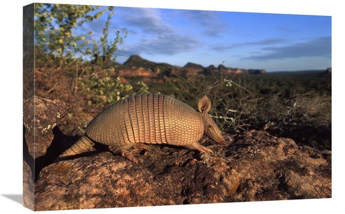 Global Gallery GCS-453123-1624-142 16 x 24 in. Seven-Banded Armadillo&