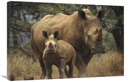 Global Gallery GCS-452979-2030-142 20 x 30 in. White Rhinoceros Mother