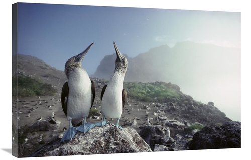 Global Gallery GCS-451151-2436-142 24 x 36 in. Blue-Footed Booby Pair&
