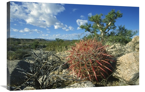 Global Gallery GCS-451708-2436-142 24 x 36 in. Barrel Cactus Growing A