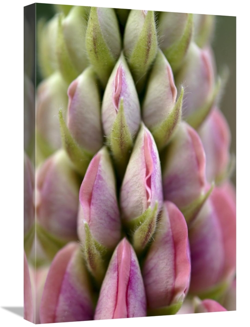 Global Gallery GCS-398003-1624-142 16 x 24 in. Detail of Budding Lupin