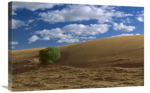Global Gallery GCS-452569-2030-142 20 x 30 in. Spinifex Grass on Sand 