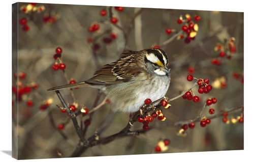 Global Gallery GCS-453297-2436-142 24 x 36 in. White-Throated Sparrow 