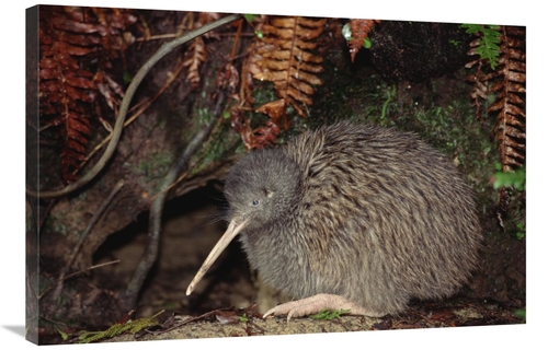 Global Gallery GCS-451241-2436-142 24 x 36 in. Brown Kiwi Male At Burr