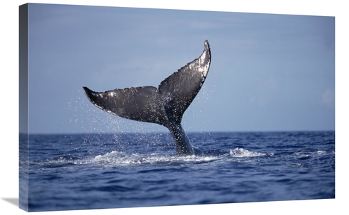 Global Gallery GCS-450998-2030-142 20 x 30 in. Humpback Whale Tail Lob