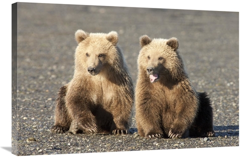 Global Gallery GCS-395432-2436-142 24 x 36 in. Grizzly Bear Cubs, 