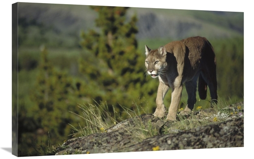 Global Gallery GCS-451951-2436-142 24 x 36 in. Mountain Lion Walking A