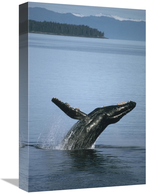 Global Gallery GCS-451170-1218-142 12 x 18 in. Humpback Whale Breachin