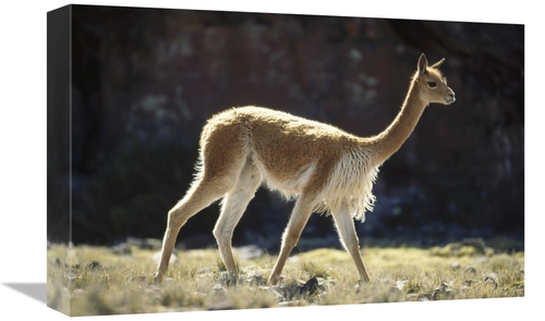 Global Gallery GCS-451264-1218-142 12 x 18 in. Vicuna Male on Lookout 