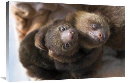 Global Gallery GCS-395858-2436-142 24 x 36 in. Hoffmanns Two-Toed Slot