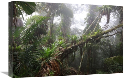 Global Gallery  16 x 24 in. Bromeliad & Tree Fern At 1600 Meters Altit