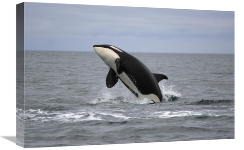 Global Gallery GCS-453564-1624-142 16 x 24 in. Orca Breaching, Pri