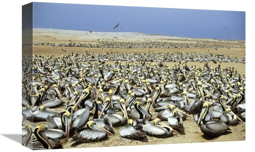 Global Gallery GCS-451172-1218-142 12 x 18 in. Peruvian Pelican Nestin