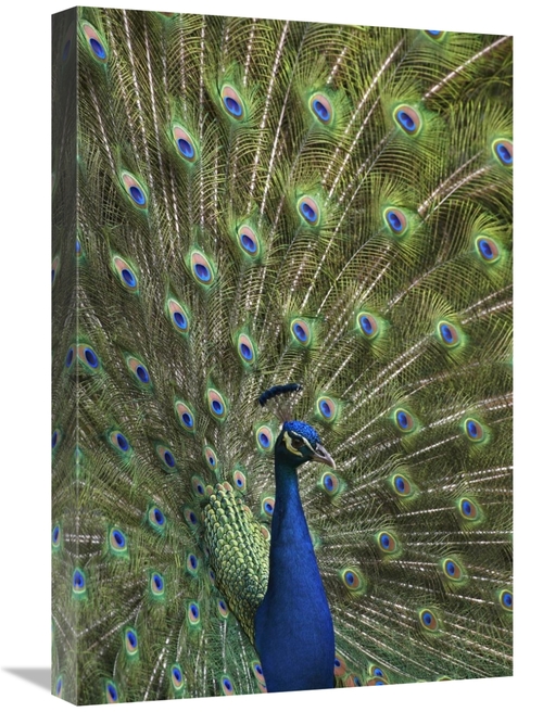 Global Gallery GCS-396585-1624-142 16 x 24 in. Indian Peafowl Male wit