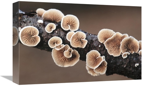 Global Gallery GCS-453614-1218-142 12 x 18 in. Split Gill Fungus Growi