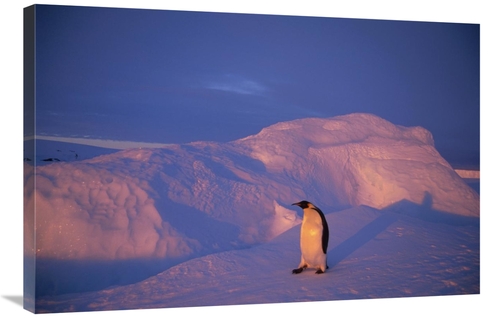 Global Gallery GCS-451122-2436-142 24 x 36 in. Emperor Penguins Tobogg