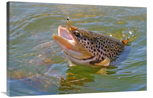 Global Gallery GCS-486440-40-142 40 in. Brown Trout Art Print - Vic Sc