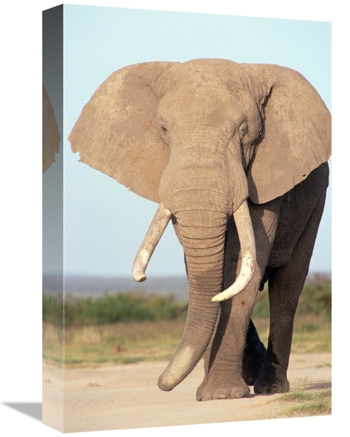 Global Gallery GCS-452747-1218-142 12 x 18 in. African Elephant Bull&#