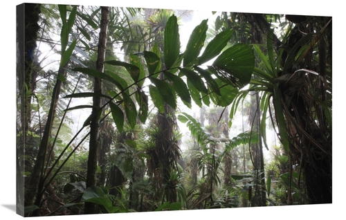 Global Gallery  24 x 36 in. Bromeliad & Tree Fern At 1600 Meters Altit