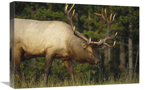 Global Gallery GCS-451991-1624-142 16 x 24 in. Elk Grazing, North 