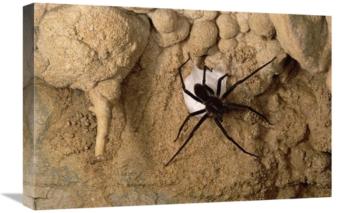 Global Gallery GCS-450561-1624-142 16 x 24 in. Cave Tarantula with Egg