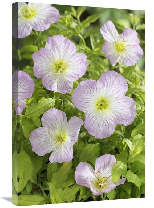 Global Gallery GCS-398408-2030-142 20 x 30 in. Mexican Evening Primros