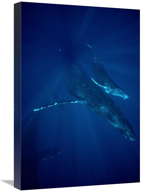 Global Gallery GCS-450574-1624-142 16 x 24 in. Humpback Whale Mother &