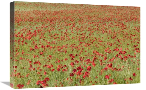 Global Gallery GCS-398082-1624-142 16 x 24 in. Red Poppy in A Cereal F