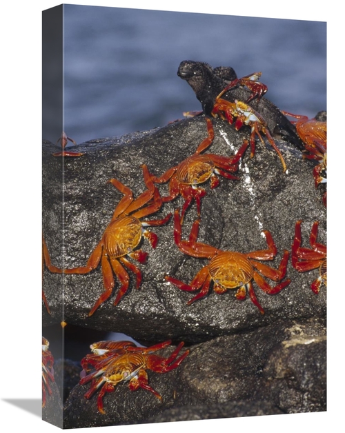 Global Gallery GCS-451194-1218-142 12 x 18 in. Sally Lightfoot Crabs &