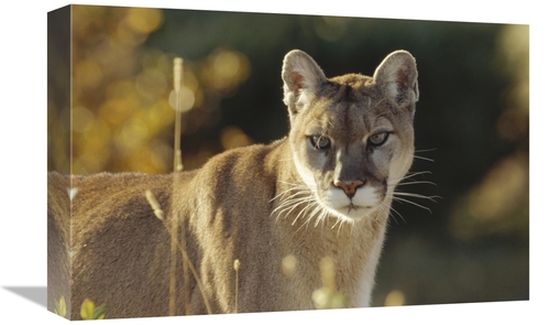 Global Gallery GCS-396408-1218-142 12 x 18 in. Mountain Lion or Cougar