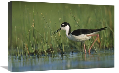 Global Gallery GCS-396432-1624-142 16 x 24 in. Black-Necked Stilt Wadi