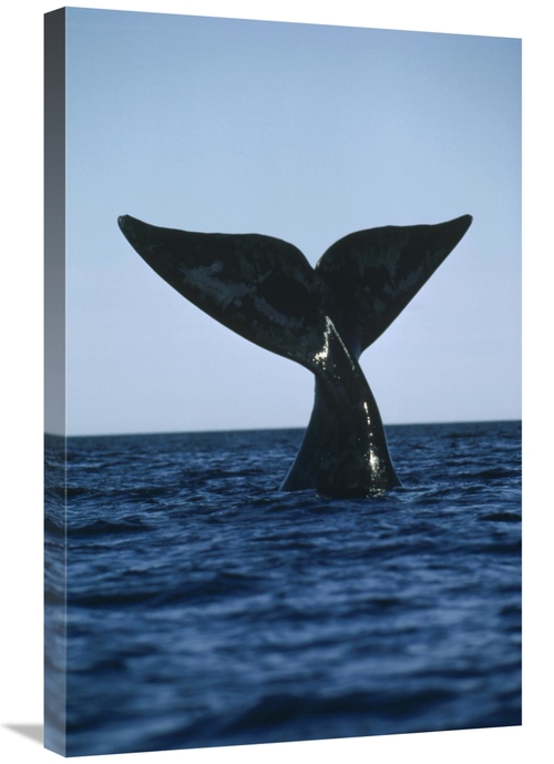 Global Gallery GCS-450655-2030-142 20 x 30 in. Southern Right Whale Ta