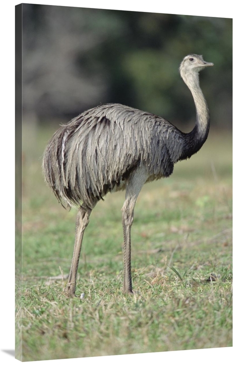 Global Gallery GCS-451478-44-142 44 in. Greater Rhea Grazing in Savann