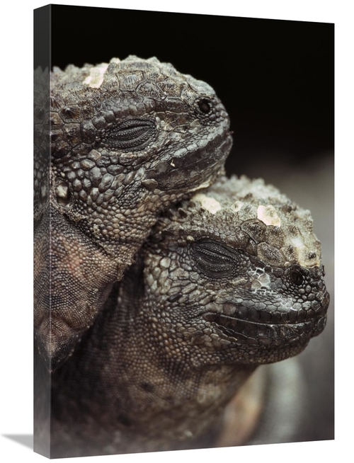 Global Gallery GCS-451109-1624-142 16 x 24 in. Marine Iguana Pair Rest