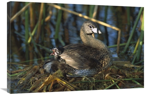 Global Gallery GCS-453308-2436-142 24 x 36 in. Pied-Billed Grebe Paren