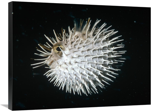 Global Gallery GCS-450617-2432-142 24 x 32 in. Long-Spine Porcupinefis