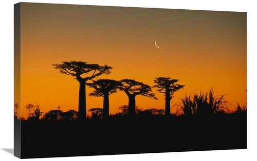 Global Gallery GCS-452650-2030-142 20 x 30 in. Grandidiers Baobab Tree